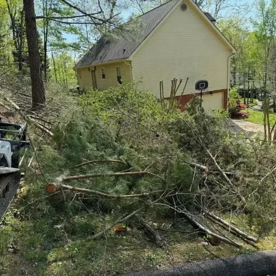 Fallen trees near a house.