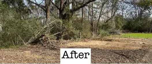 Cleared land with tree remnants visible.